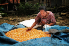 MENJEMUR JAGUNG (NURNI SULAIMAN)